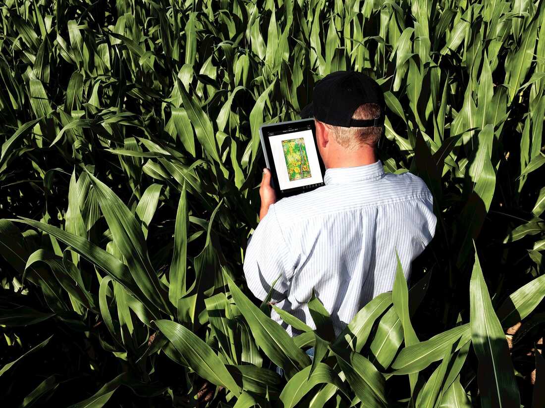 Granjero inspeccionando cultivo con un dispositivo móvil - Tecnología en la agricultura Decisiones