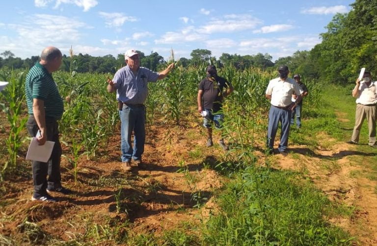 Grupo de cañicultores en un cultivo de caña de azúcar - Trabajo colaborativo en la producción de caña