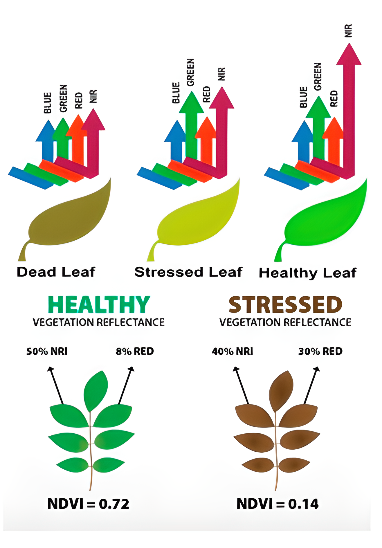 Funcionamiento de los índices en la evaluación de la salud de las plantas - Técnica de análisis de vegetación